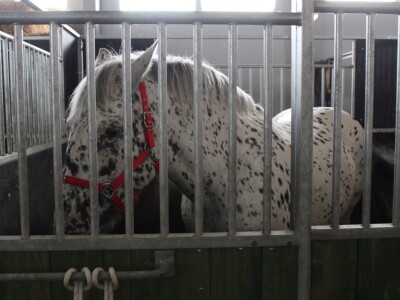 Izložba životinja na sajmu u Gornjoj Radgoni