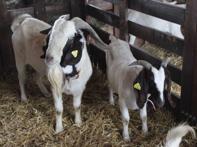 Izložba životinja na sajmu u Gornjoj Radgoni