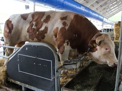 Izložba životinja na sajmu u Gornjoj Radgoni
