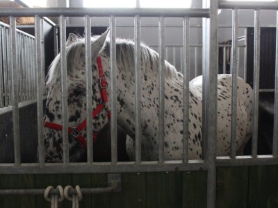 Izložba životinja na sajmu u Gornjoj Radgoni