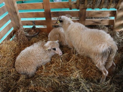 Izložba životinja na sajmu u Gornjoj Radgoni