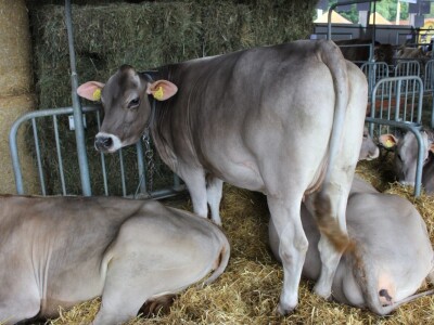 Izložba životinja na sajmu u Gornjoj Radgoni