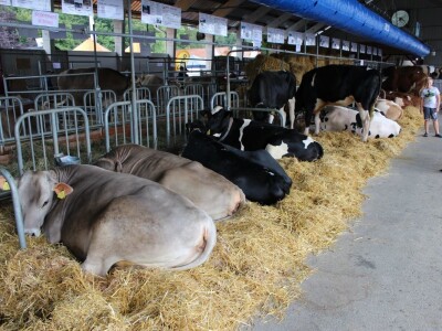 Izložba životinja na sajmu u Gornjoj Radgoni