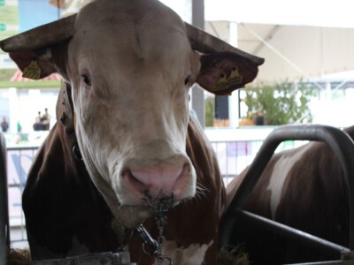 Izložba životinja na sajmu u Gornjoj Radgoni