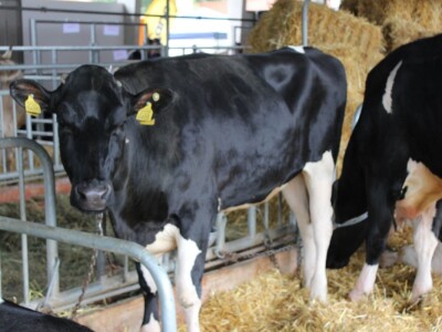 Izložba životinja na sajmu u Gornjoj Radgoni