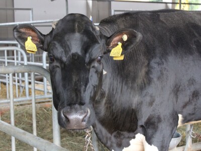 Izložba životinja na sajmu u Gornjoj Radgoni