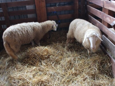 Izložba životinja na sajmu u Gornjoj Radgoni
