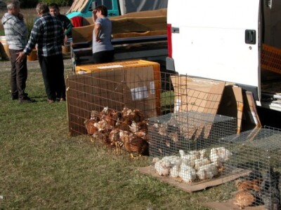 Izložene koke na stočnom pazaru na Gubavici u sklopu Triljskog derneka