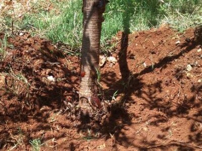 Izlučivanje smole na stablu koje je napao žilogriz