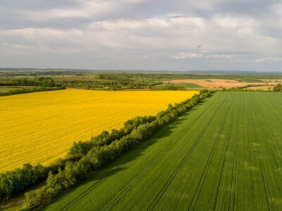 Iznad polja uljane repice