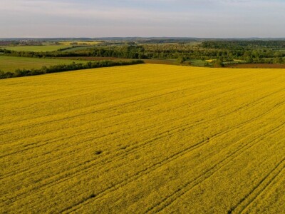 Iznad polja uljane repice