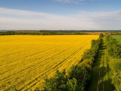 Iznad polja uljane repice