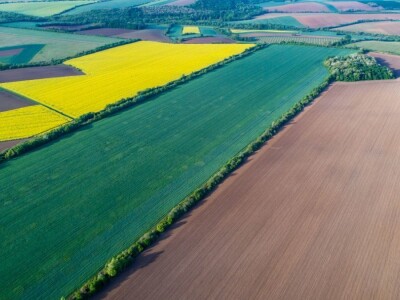 Iznad polja uljane repice