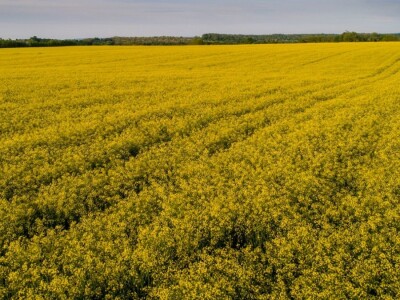 Iznad polja uljane repice