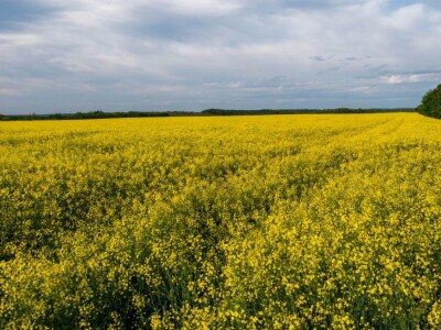 Iznad polja uljane repice