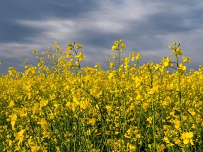 Iznad polja uljane repice