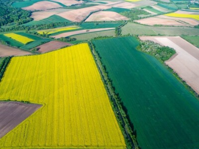 Iznad polja uljane repice