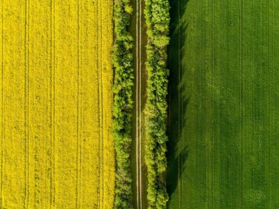 Iznad polja uljane repice