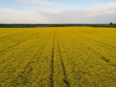 Iznad polja uljane repice