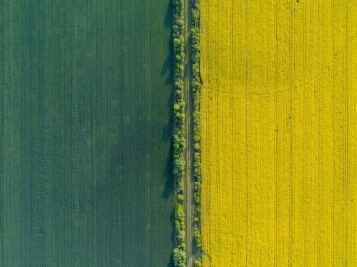 Iznad polja uljane repice