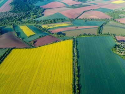 Iznad polja uljane repice