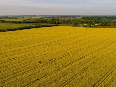 Iznad polja uljane repice