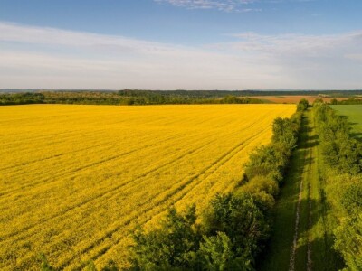 Iznad polja uljane repice