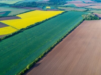Iznad polja uljane repice