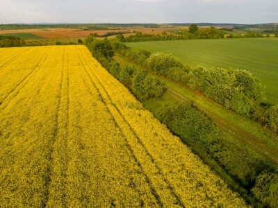 Iznad polja uljane repice