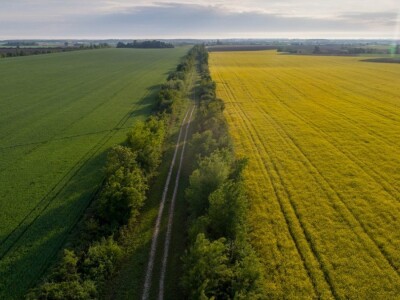 Iznad polja uljane repice
