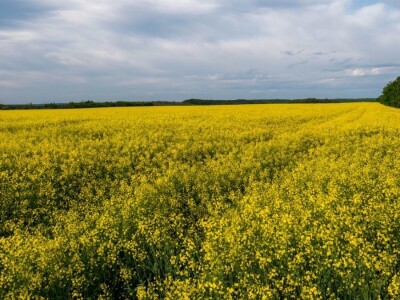 Iznad polja uljane repice