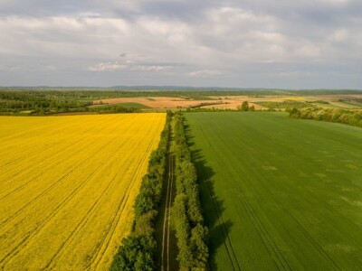 Iznad polja uljane repice