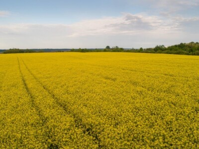 Iznad polja uljane repice