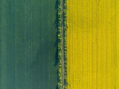 Iznad polja uljane repice