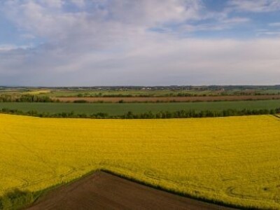 Iznad polja uljane repice