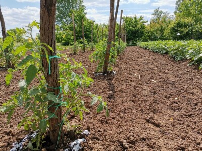 Iznajmljivanje bašti po uzoru na Švajcarsku