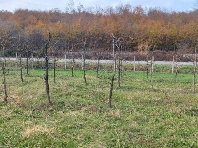 Izolacija vrhova krušaka