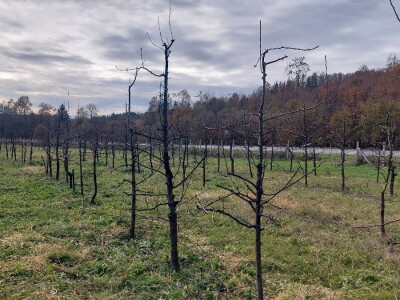 Izolacija vrhova krušaka