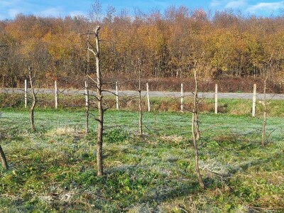 Izolacija vrhova krušaka