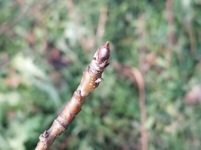 Izolacija vrhova krušaka