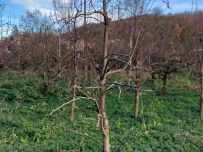 Izolacija vrhova krušaka