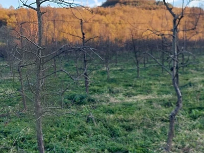 Izolacija vrhova krušaka