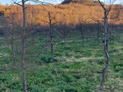 Izolacija vrhova krušaka