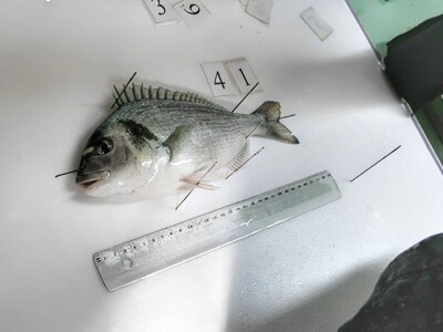 Divlja i uzgojena orada (komarča)