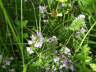 Izrada prirodne kozmetike