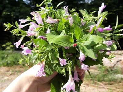 Izrada prirodne kozmetike