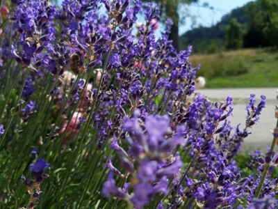 Izrada prirodne kozmetike