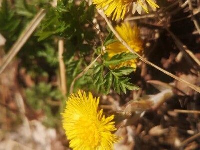 Izrada prirodne kozmetike