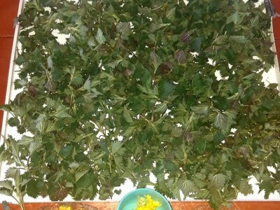 Izrada prirodne kozmetike