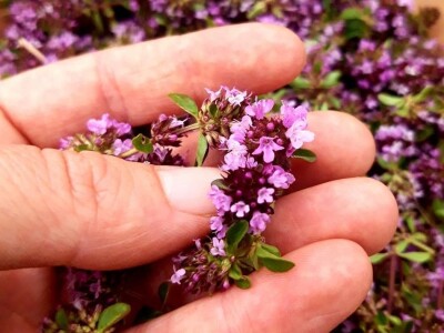 Izrada prirodne kozmetike